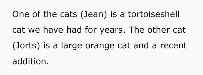 Colleague Makes Woman Cry By Saying One Of The Office Cats Is Dumb And The Matter Reaches HR