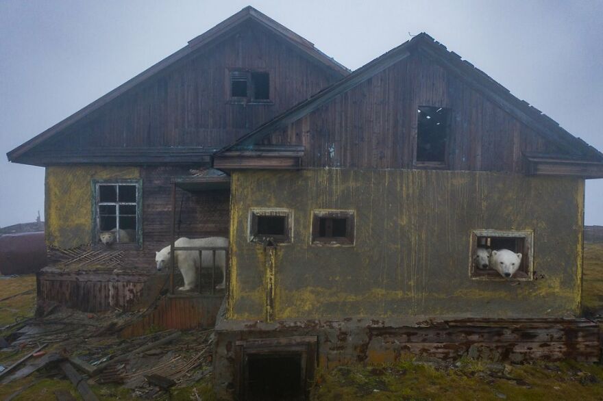 Russian Photographer Takes Photos Of Polar Bears That Took Over Abandoned Buildings
