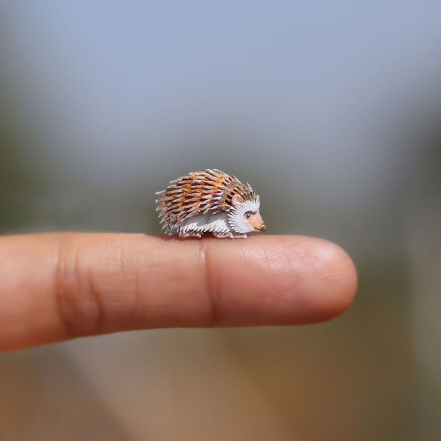 African Pygmy Hedgehog