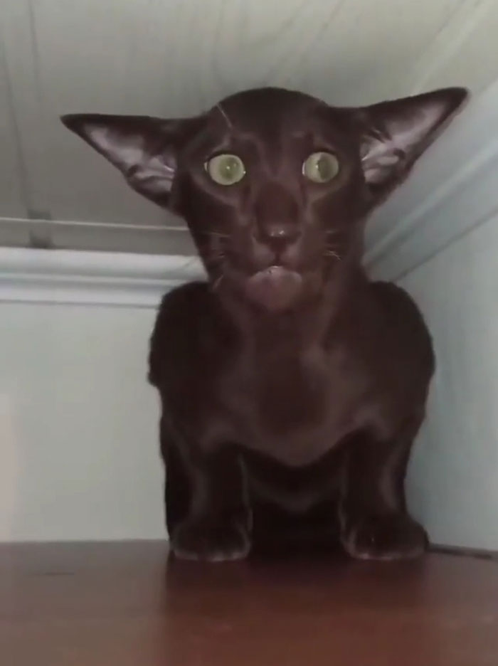 Black cat with wide eyes and goofy expression, looking like it’s acting broken in a funny way.