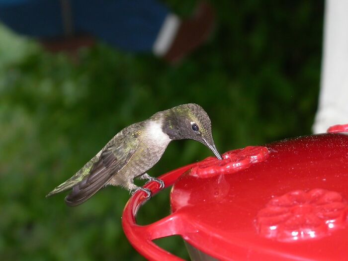 People Online Listed 30 Things Americans Are Familiar With, But Europeans Can't Relate To