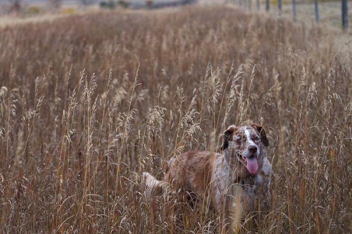 People Online Listed 30 Things Americans Are Familiar With, But Europeans Can't Relate To