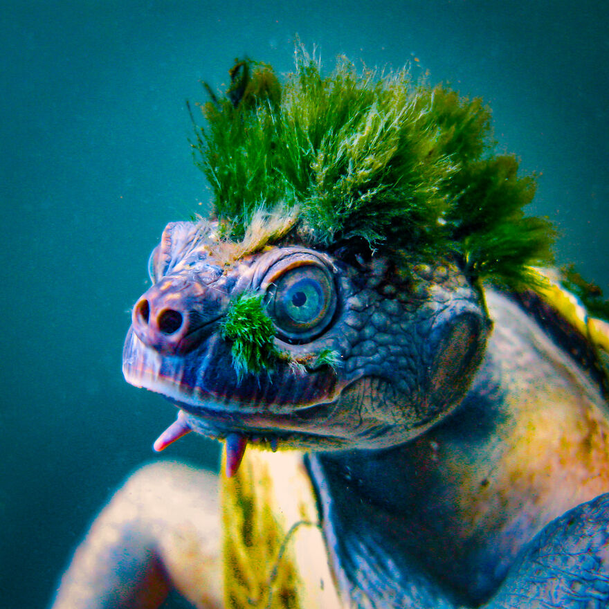 We Made Some Nfts To Save Endangered Turtles :) We Made Some Nfts To Save Endangered Turtles :)