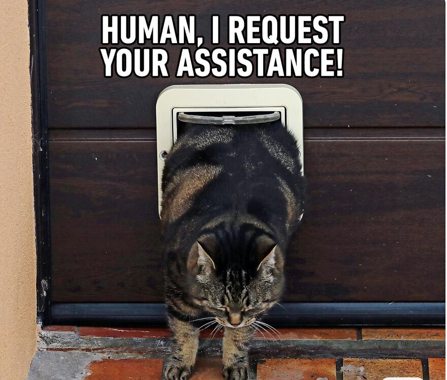 Cat Memes That Just Have To Be Shared