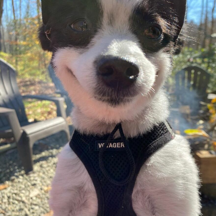 This Little Dog Seems Like It's Always Smiling, And The Internet Can't Get Enough Of It