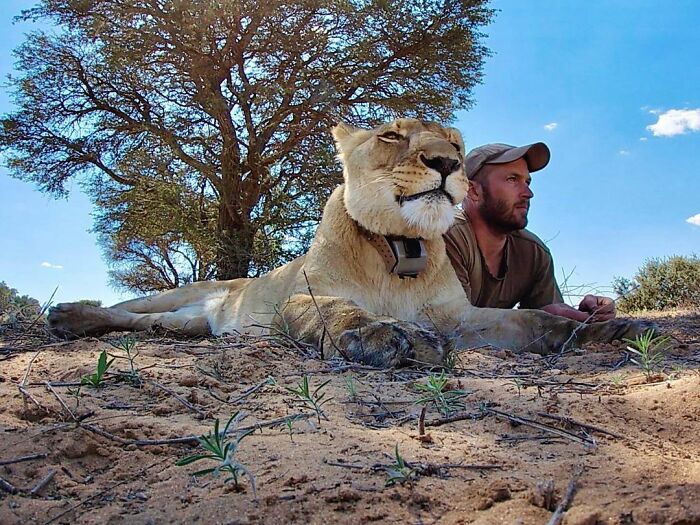 This Lioness Repays Her Caregiver Of 10 Years With Hugs And Cuddles