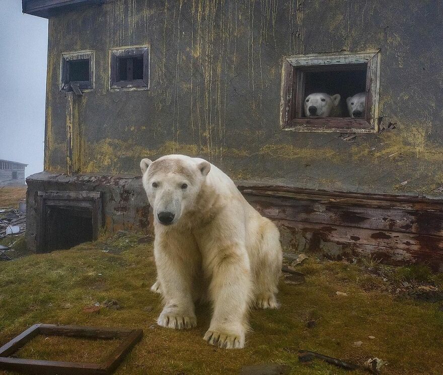 Russian Photographer Takes Photos Of Polar Bears That Took Over Abandoned Buildings