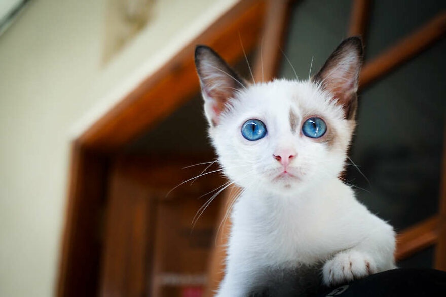 40 Cutest And Loveliest Cats To Make Your Day