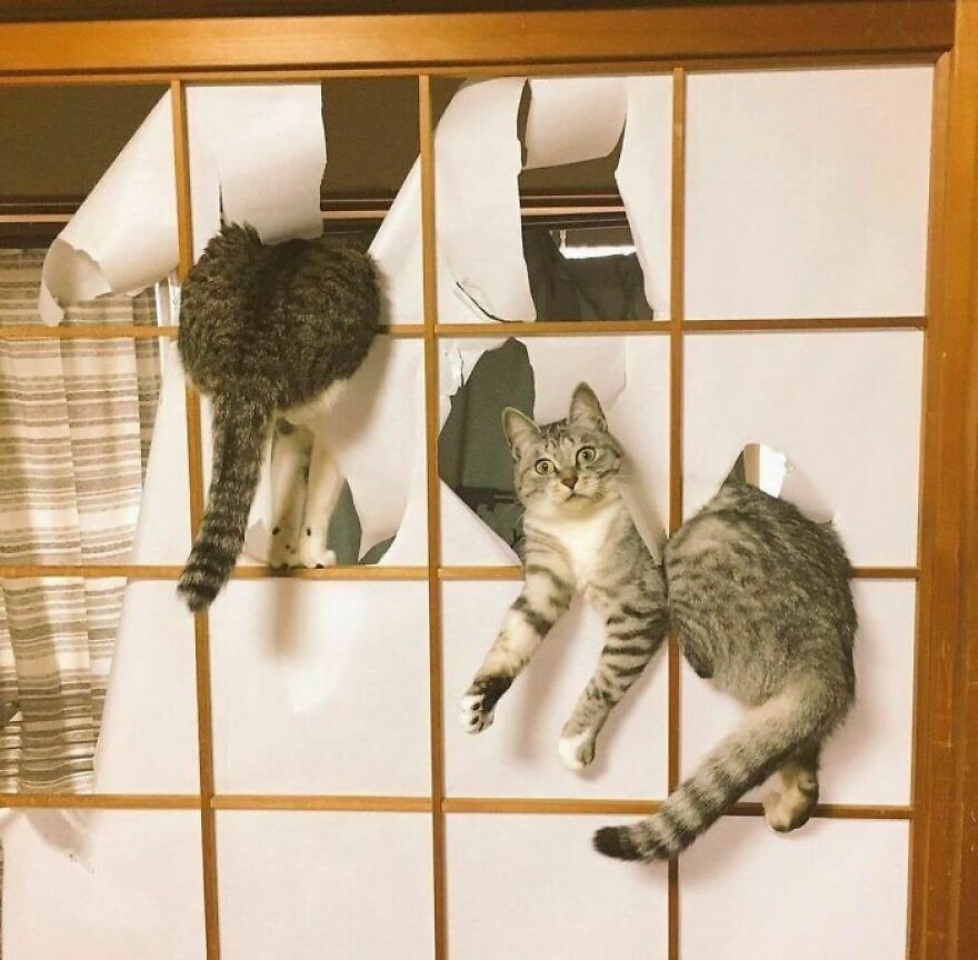 40 Cutest And Loveliest Cats To Make Your Day