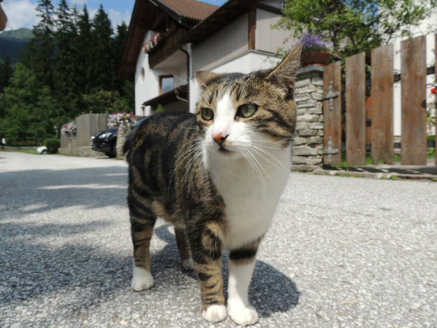 40 Cutest And Loveliest Cats To Make Your Day