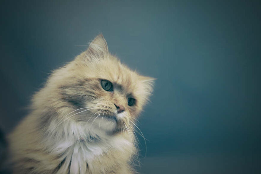 40 Cutest And Loveliest Cats To Make Your Day