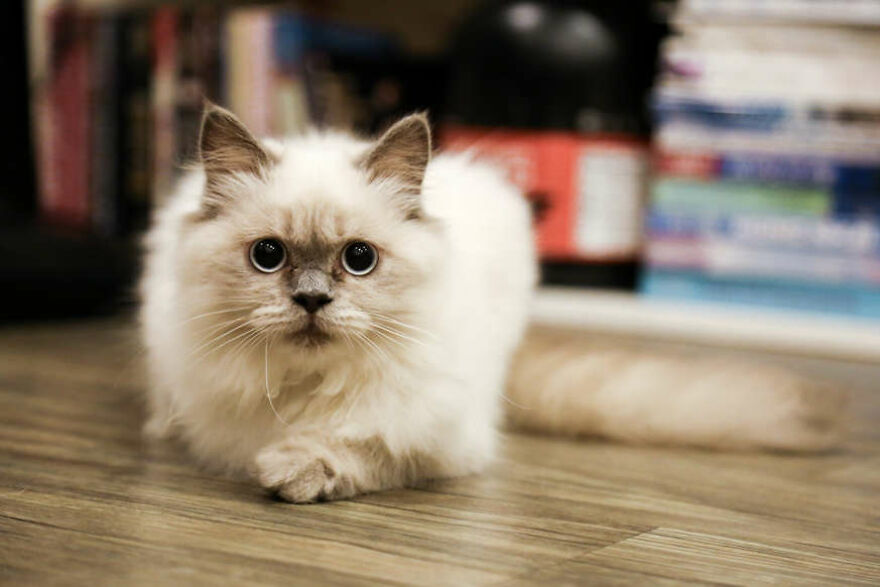 40 Cutest And Loveliest Cats To Make Your Day
