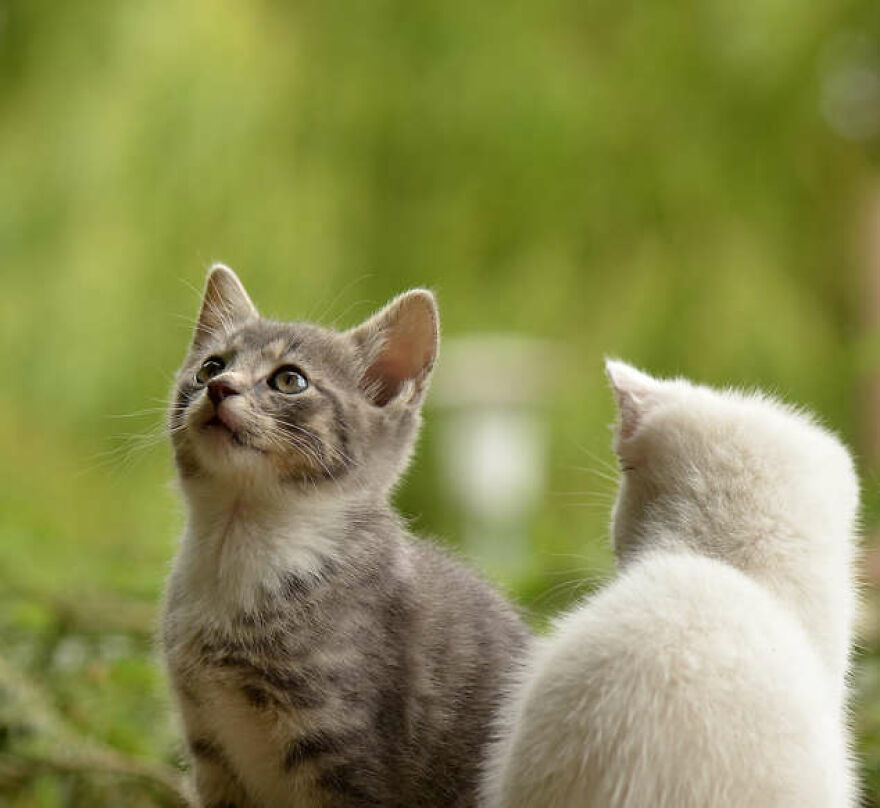40 Cutest And Loveliest Cats To Make Your Day