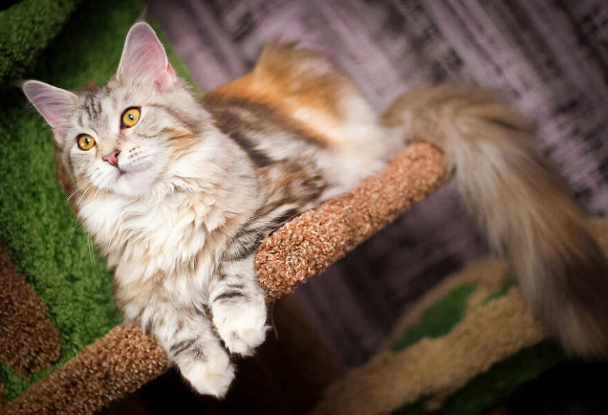 40 Cutest And Loveliest Cats To Make Your Day