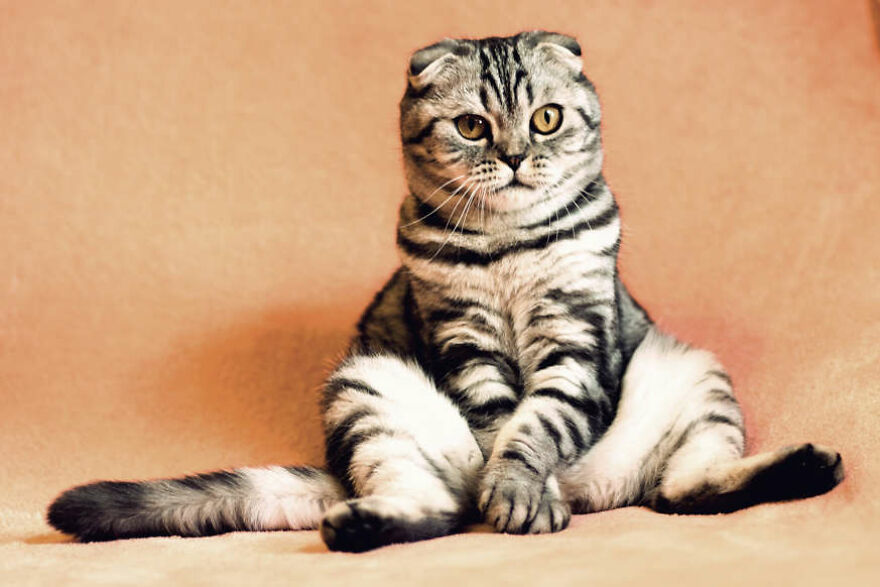 40 Cutest And Loveliest Cats To Make Your Day