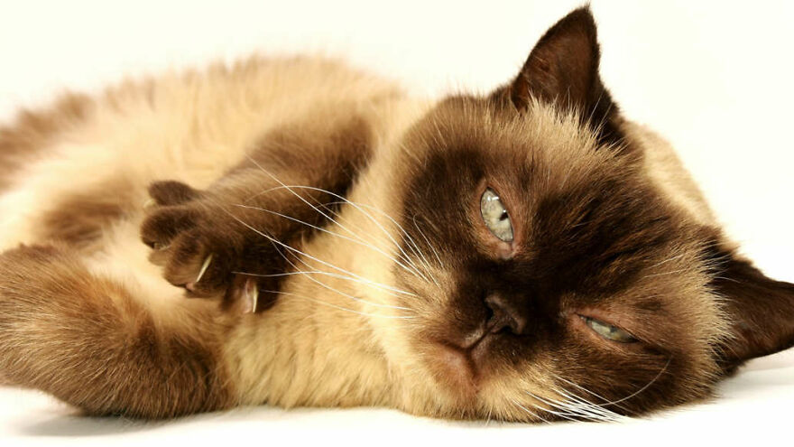 40 Cutest And Loveliest Cats To Make Your Day