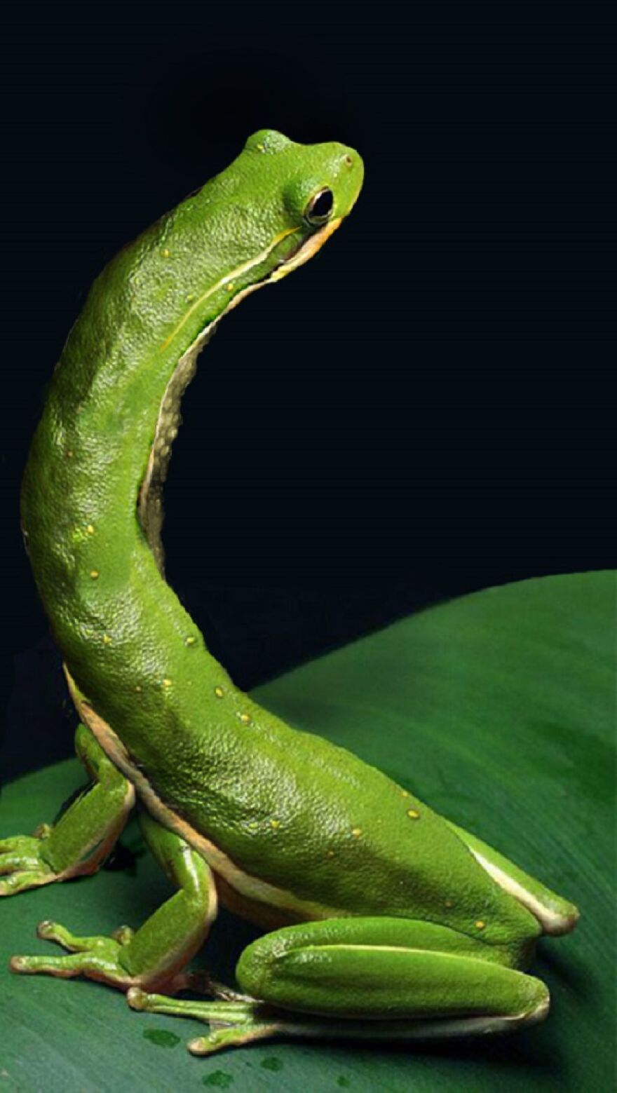 Digital Artists Are Challenged To Photoshop Frogs And Here Are The 30 Best Images
