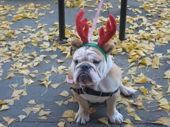 Folks In This Online Group Share 30 Things They Are Repelled By During The Christmas Season