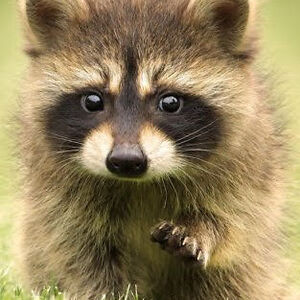 kiree-koppenhaver avatar