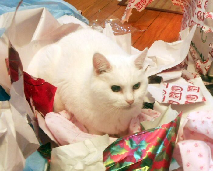 Folks In This Online Group Share 30 Things They Are Repelled By During The Christmas Season