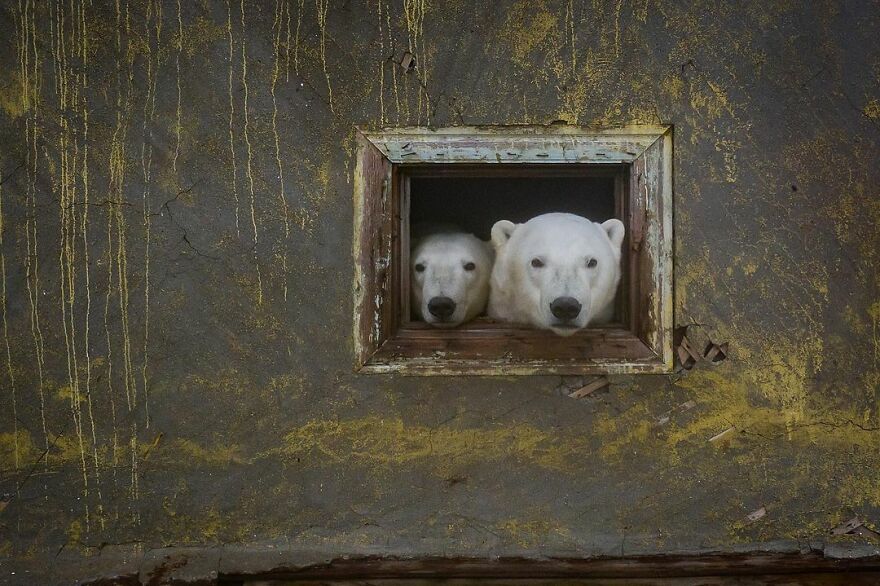 Russian Photographer Takes Photos Of Polar Bears That Took Over Abandoned Buildings