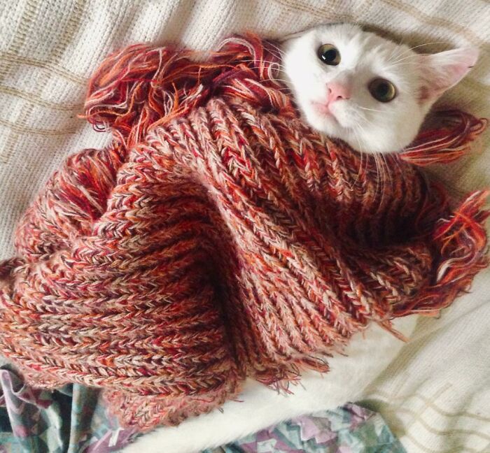 Got Given The Scarf As An Xmas Present But It Was Immediately Claimed