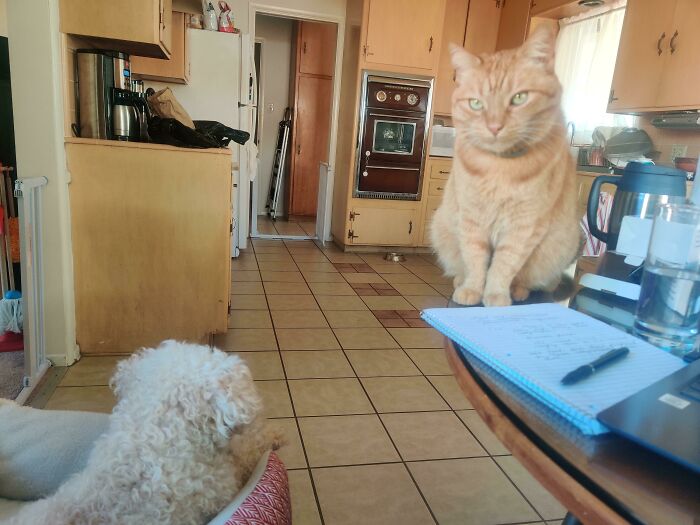 My Cat Looks Like She's 6 Feet Tall