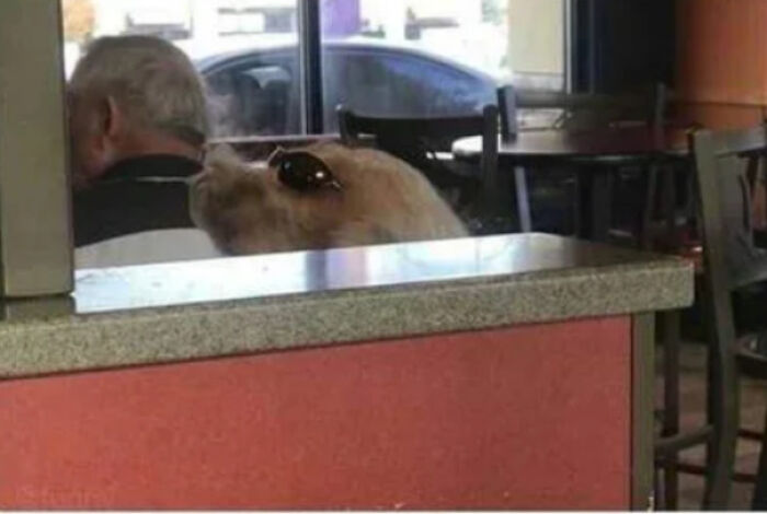 Am I The Only One Ho Sees A Dog?