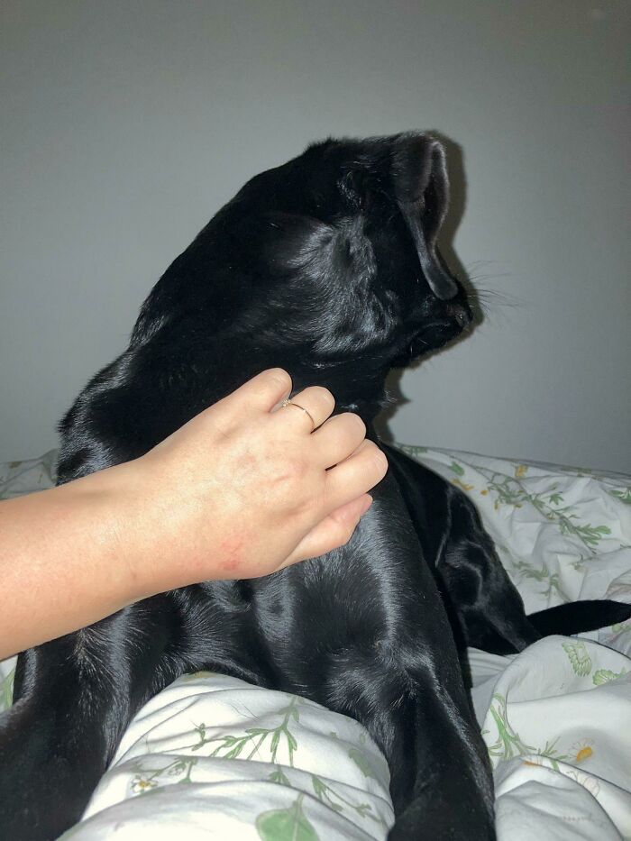 My Dog Looks Like An A.i. Generated Mess