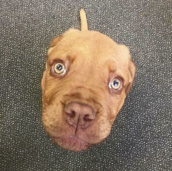 Floating Head With Antenna