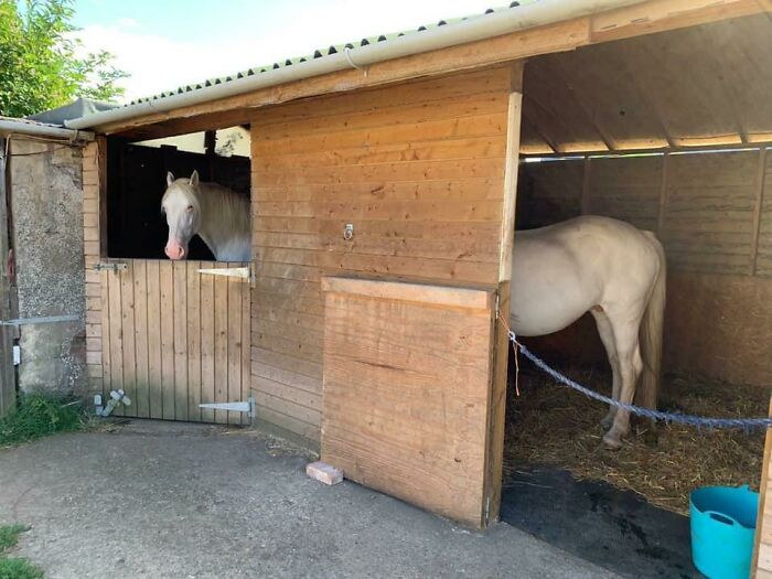 The World's Longest Horse