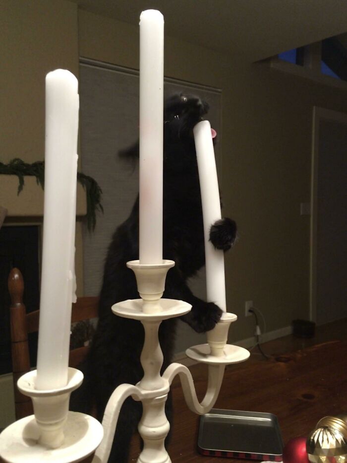 My Cat Continues Her Assault In The War On Christmas