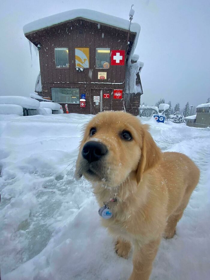 Cachorro de perrete dorado en la nieve frente a una cabaña de madera con señales de primeros auxilios.