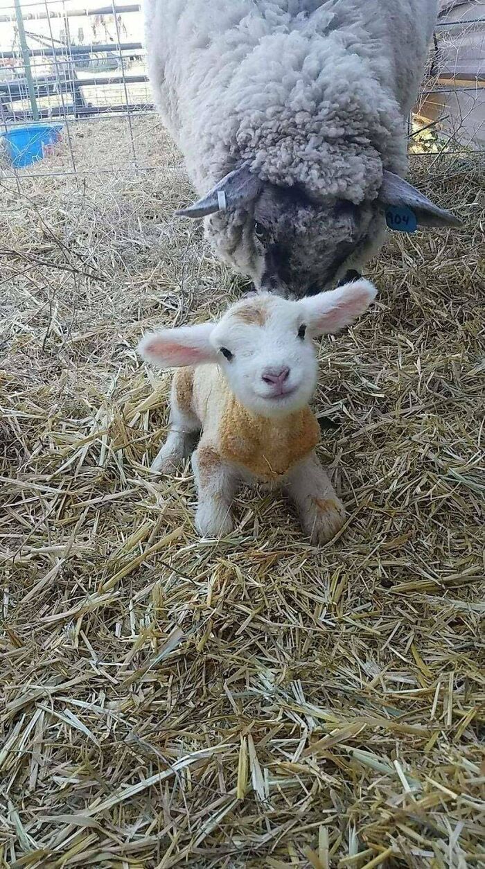 Newborn lamb lying on straw with adult sheep nuzzling it, showcasing adorable animals that might brighten up your day.