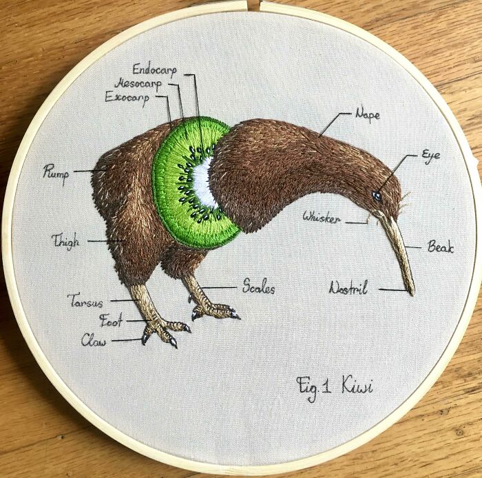 Kiwi Anatomy 100% Legit