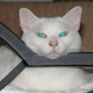 xavierfreckelton avatar