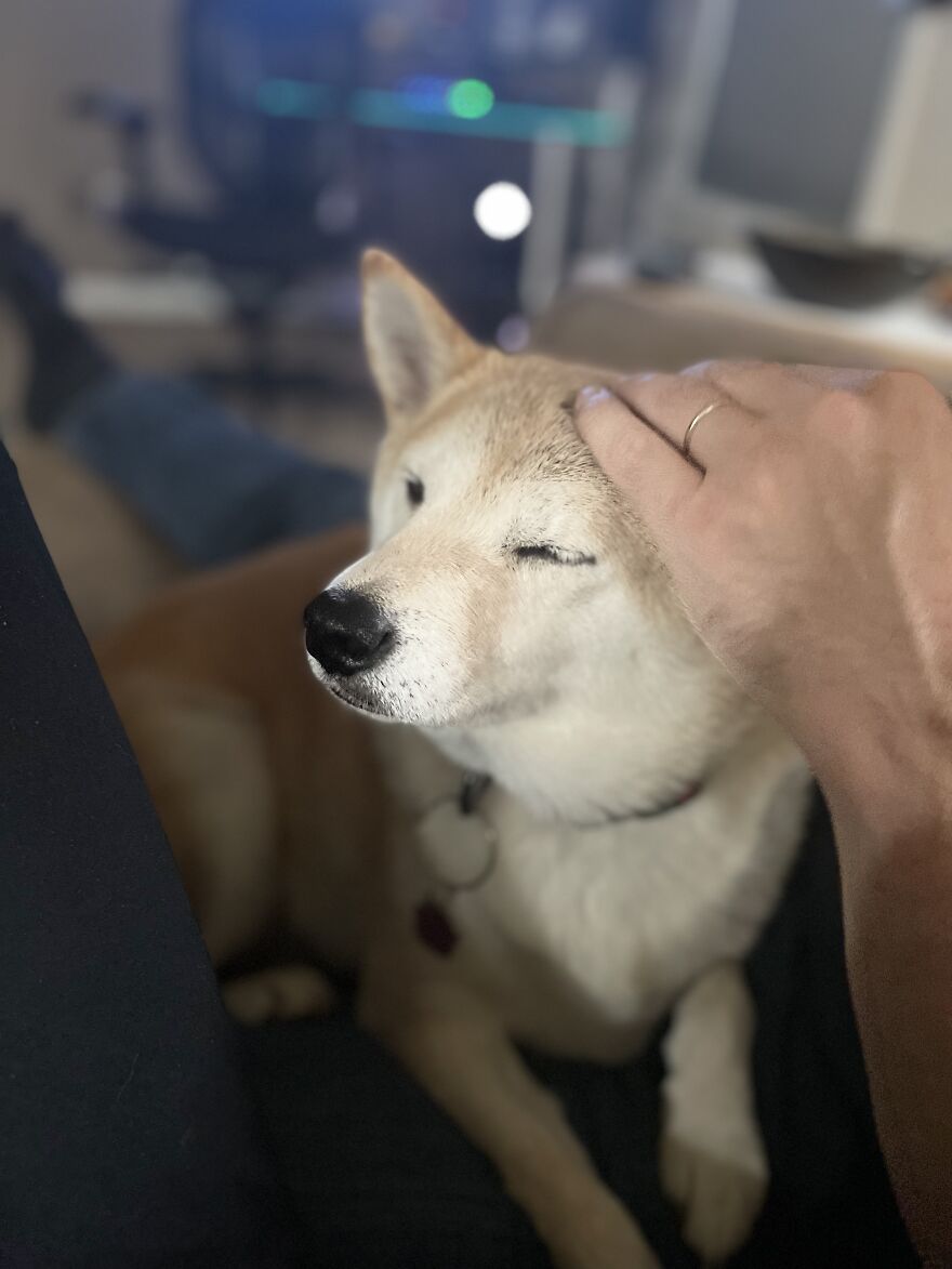 My Dog Sasha (Who Is Unfortunately Not Wearing A Bandana)