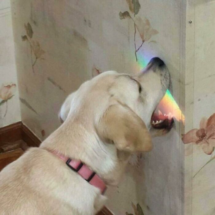 Taste The Rainbow