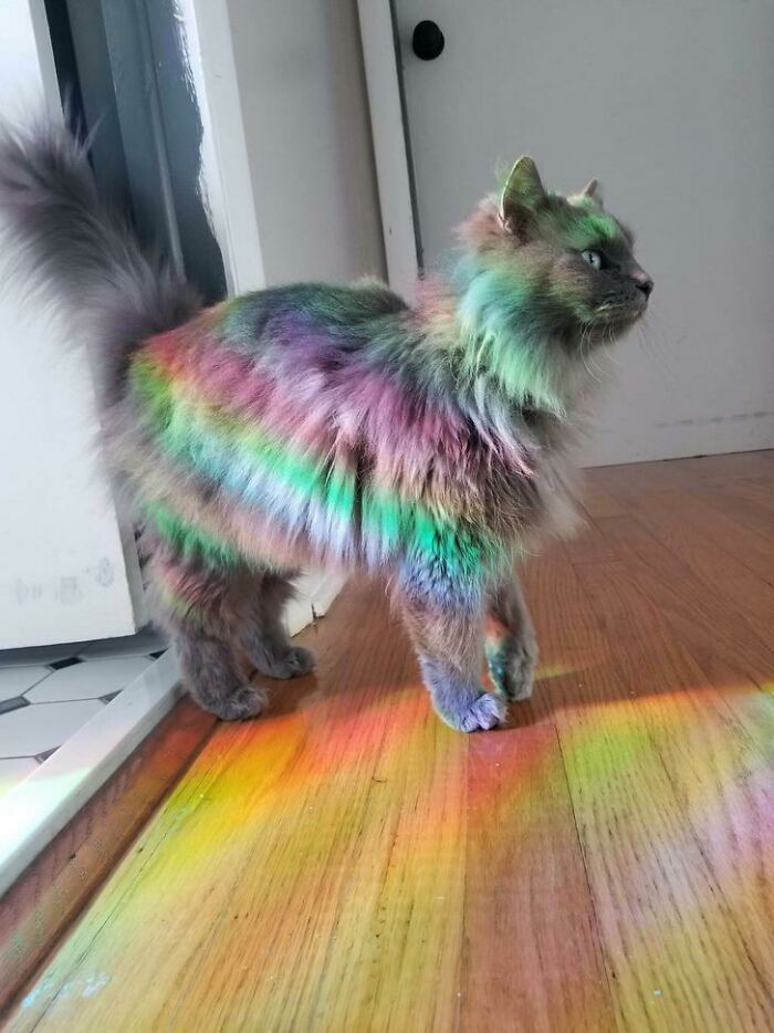 Rainbow Cat