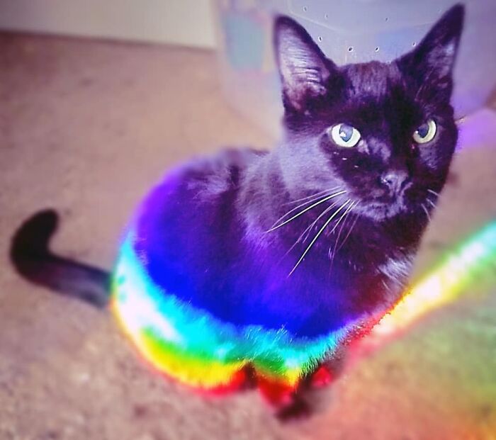 My Wife Caught This Stunning Picture Of Dovah This Morning, Bathed In Rainbow Light Coming Through The Fish Tank