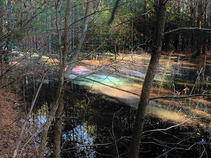 The Way The Light Refracted Across This Pond On My Walk Today