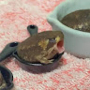 mioarafox-dumbrava avatar