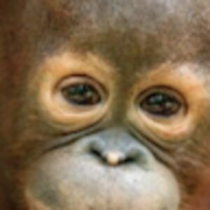 ralphniggerman avatar