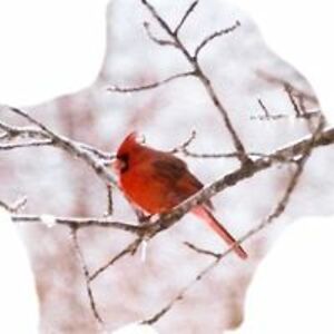 starliteempress avatar