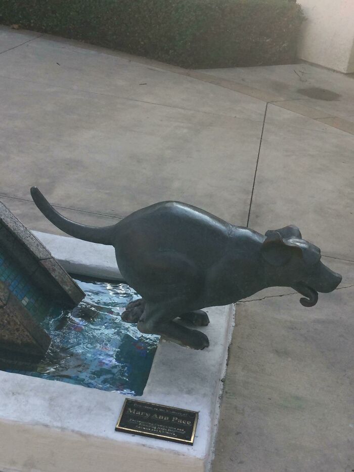 Se supone que el perro está corriendo, pero...