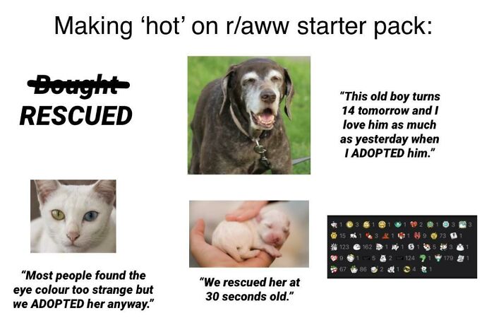 Making ‘Hot’ On R/Aww Starter Pack:
