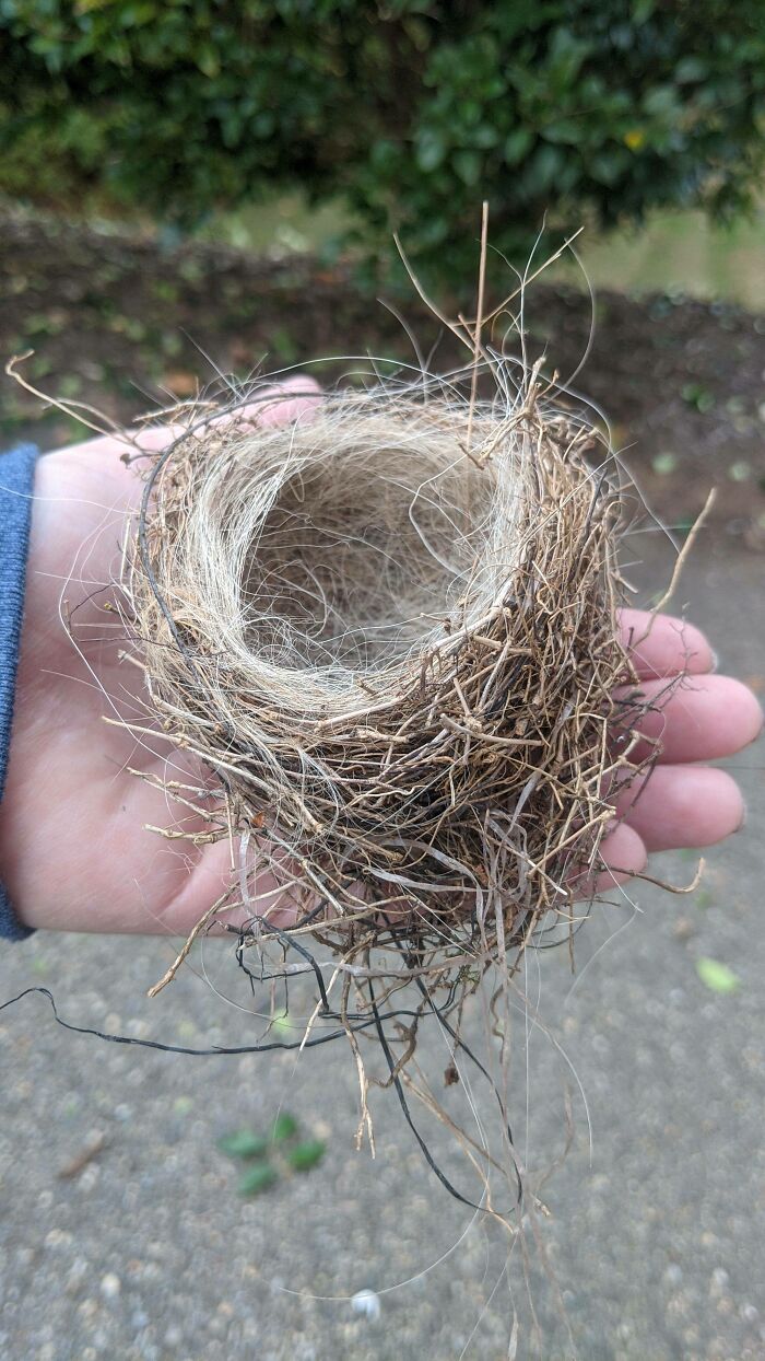 The Birds By My House Line Their Nests With Fur From My Great Pyrenees