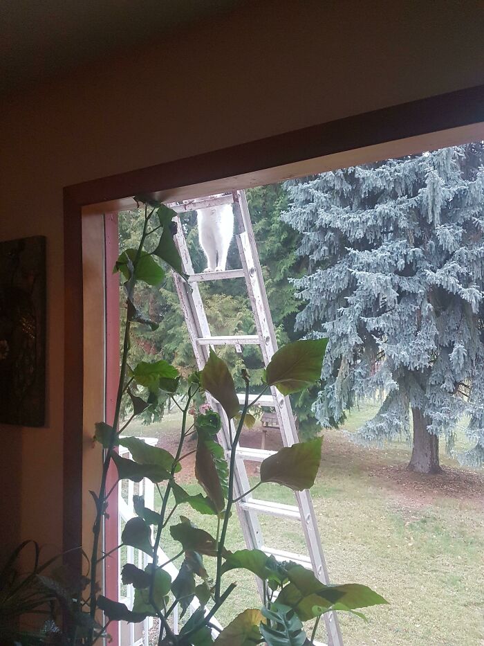 Hired My Cat To Put Up My Christmas Lights