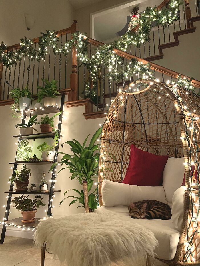 Christmas Lights And A Sleeping Furball