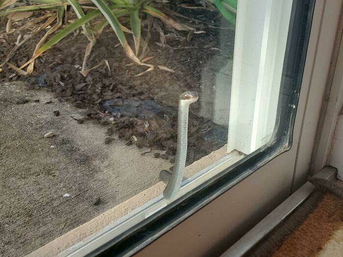 Serpiente mirando a través de mi puerta de cristal